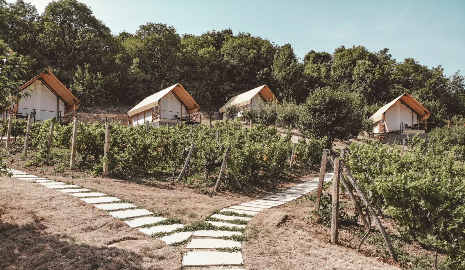 Safari tents set in a vineyard overlooking the River Danube