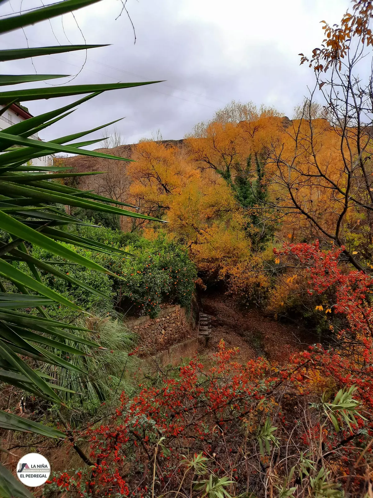 Entre Almendros