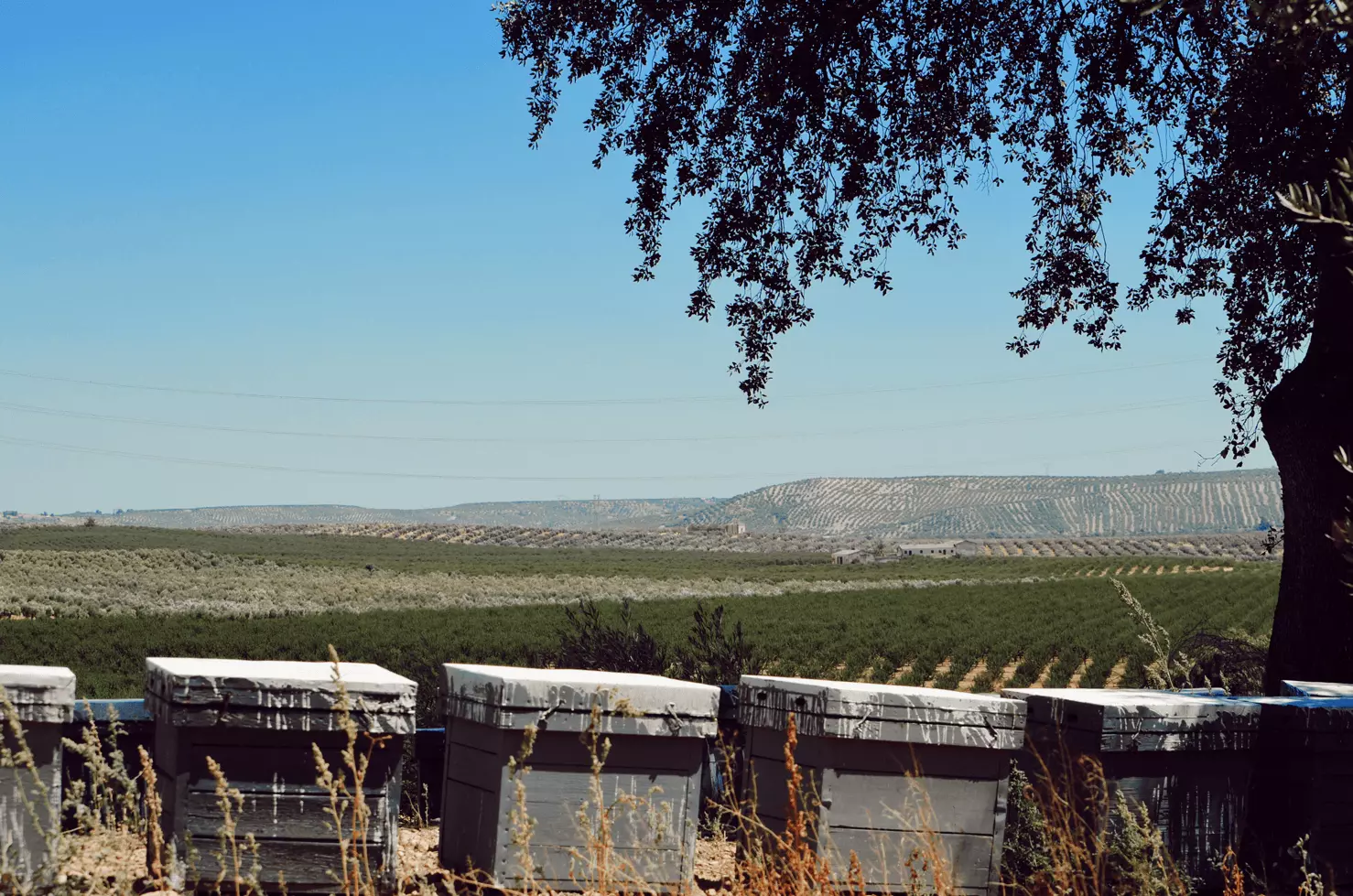 Cortijo Maroto 