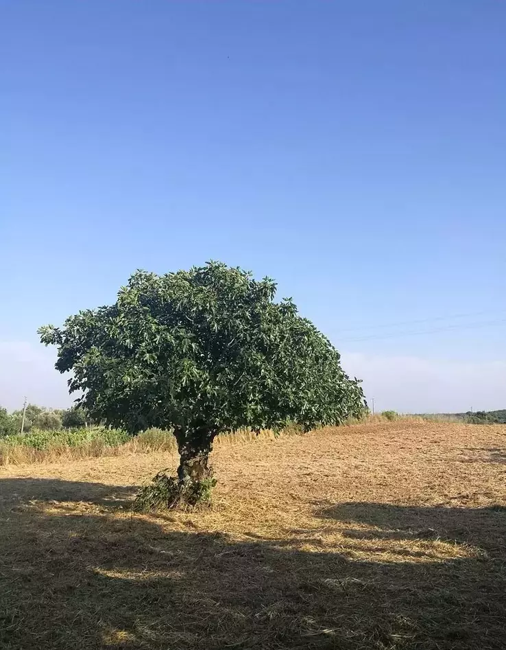 Lugar a acampamento - Quinta da Figueira