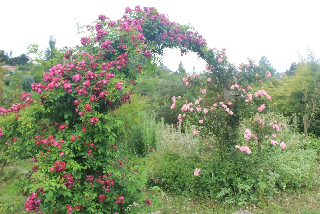 Lirium - Harmony and sustainability