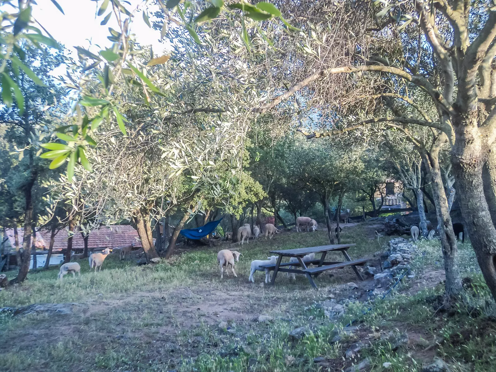 Camping Ferme Pietra Macchja