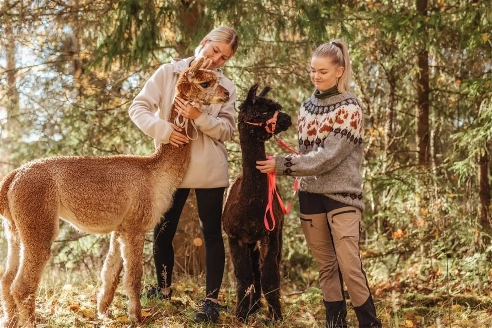 Glamping i Aurskog – Treehugger of Aurskog