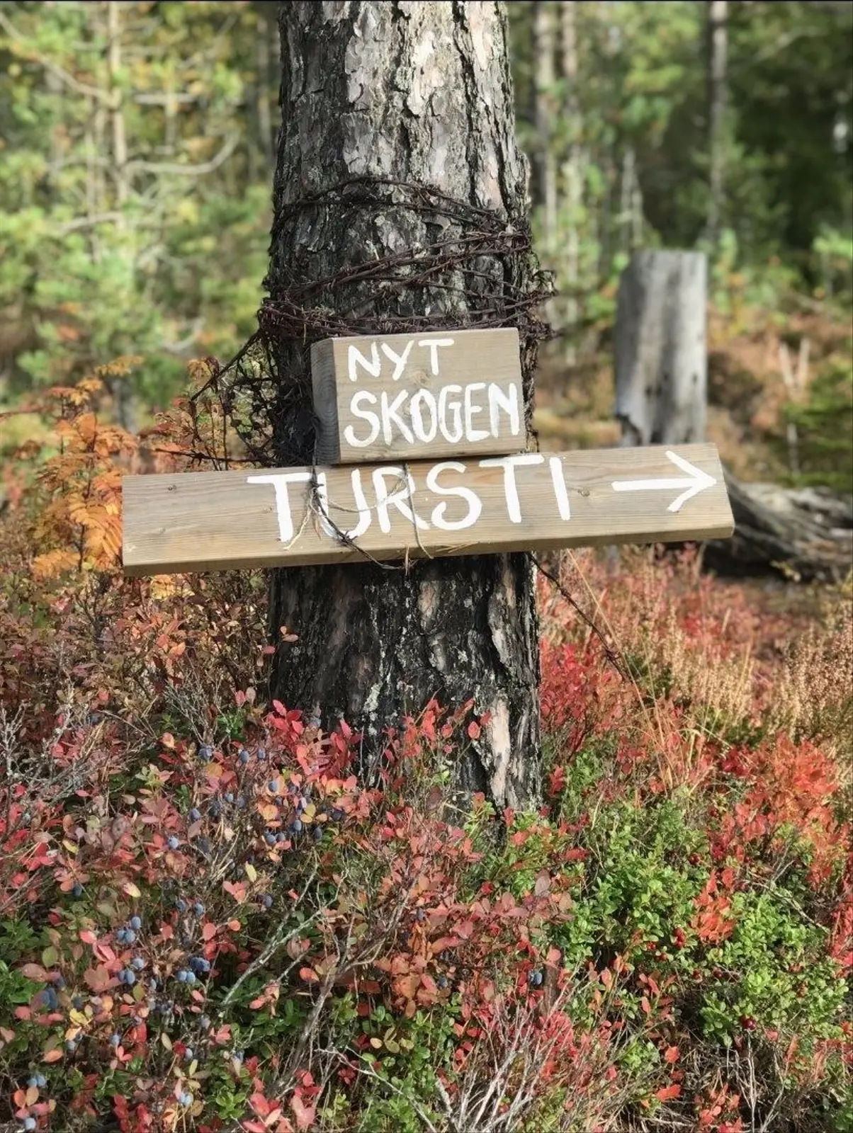 Cabin i Aurskog – Treehugger of Aurskog – photo 8