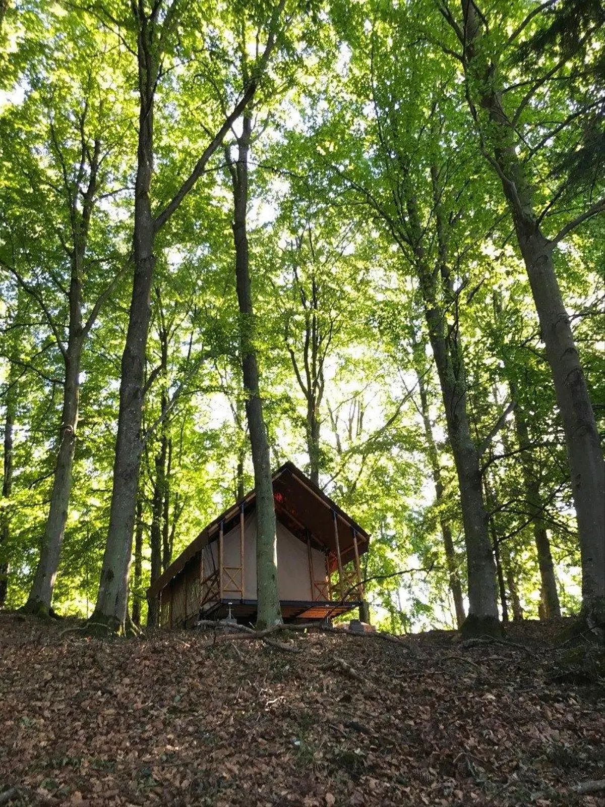 Cabane i Ljungskile – Glamping tent in beech forest – photo 6