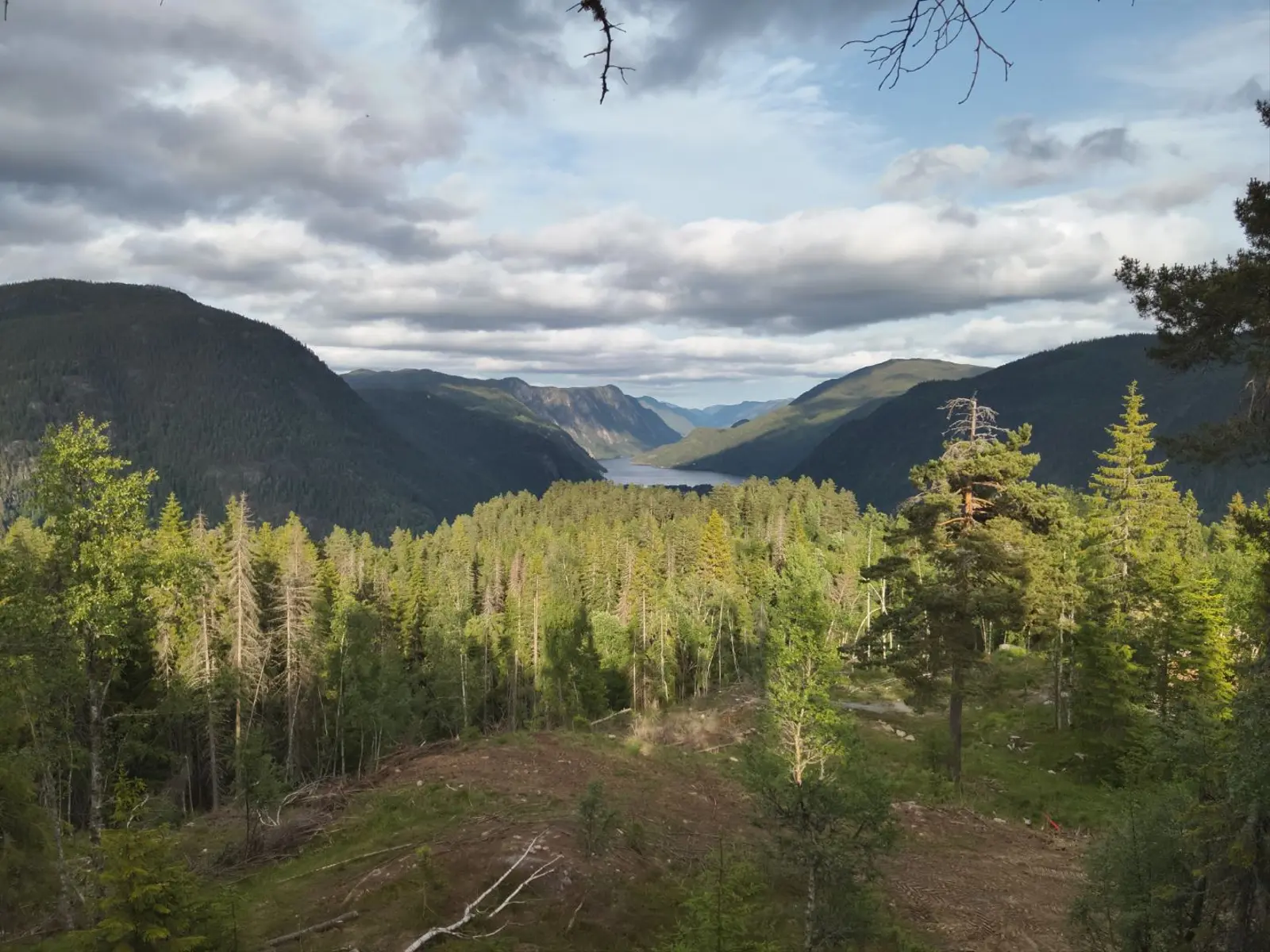 campspace_types.ecological i Dalen – Tree top cabin Ravn