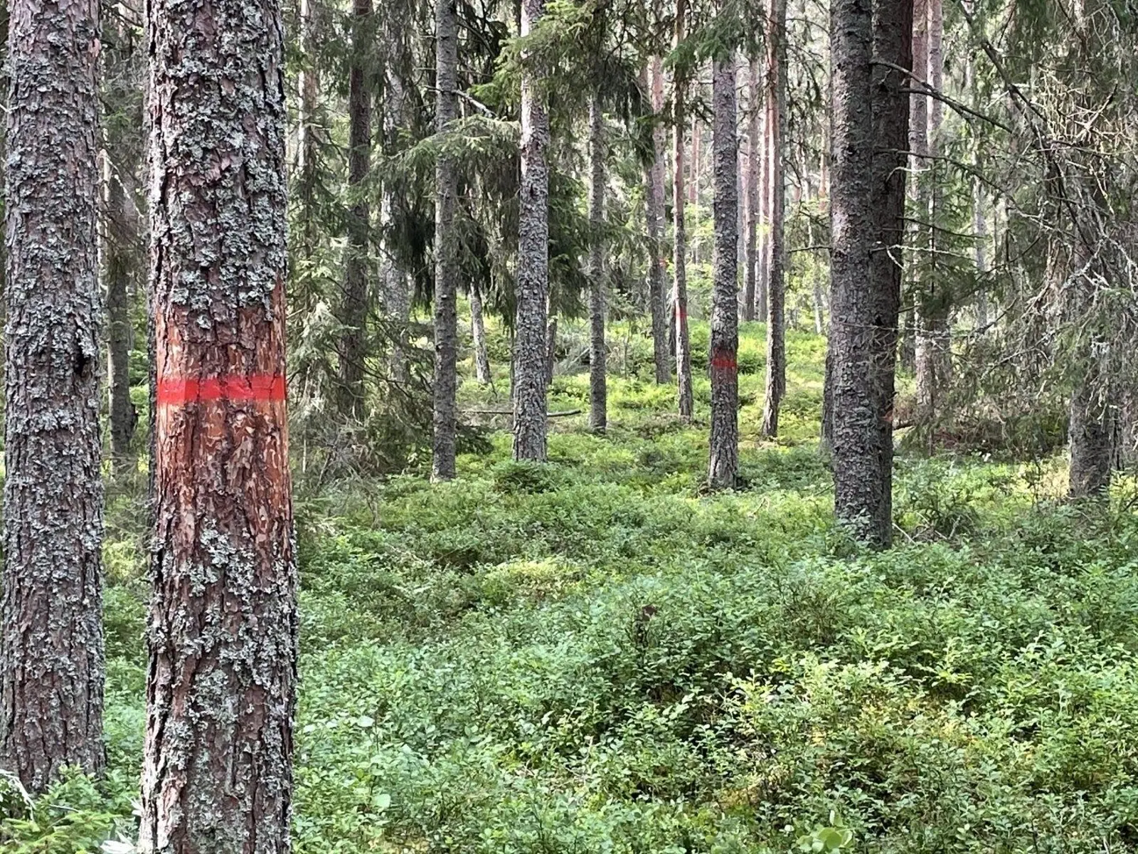 Hytte i Hållnäs – Stay at accommodation Nordkust – photo 19