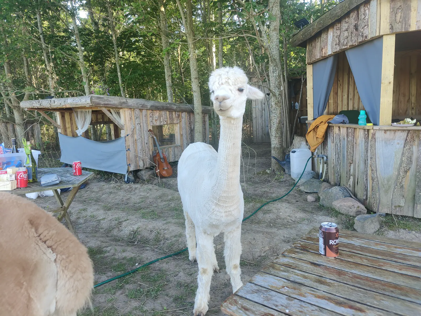 AlpacaCamp