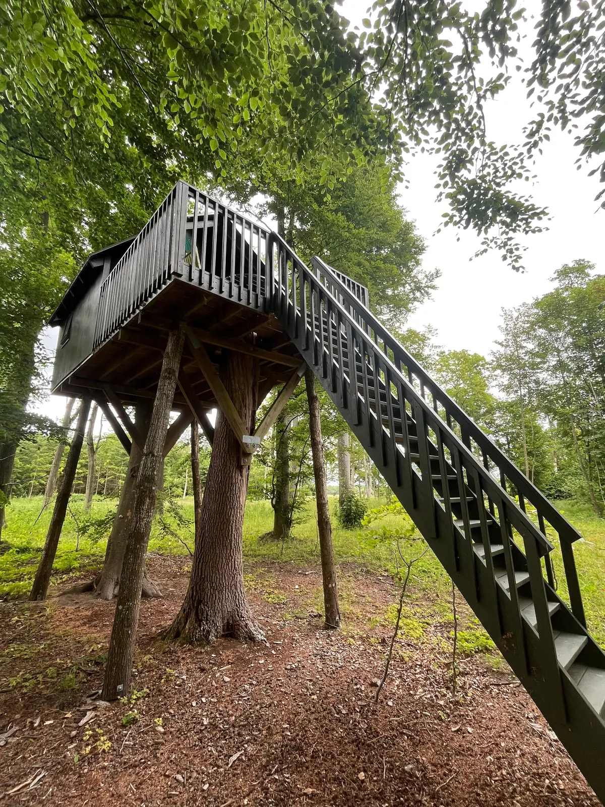 Træhus i skoven