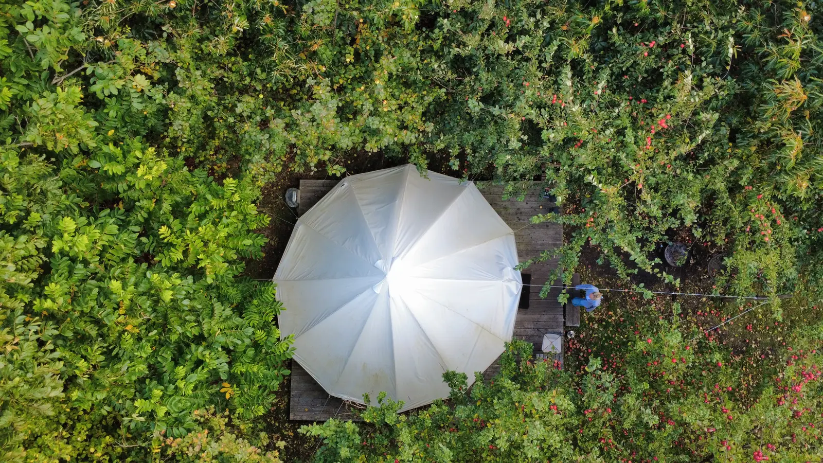 campspace_types.ecological i Randers – Glampingtelt Bodil - glamping midt i æblehaven på vineriet Cold Hand Winery