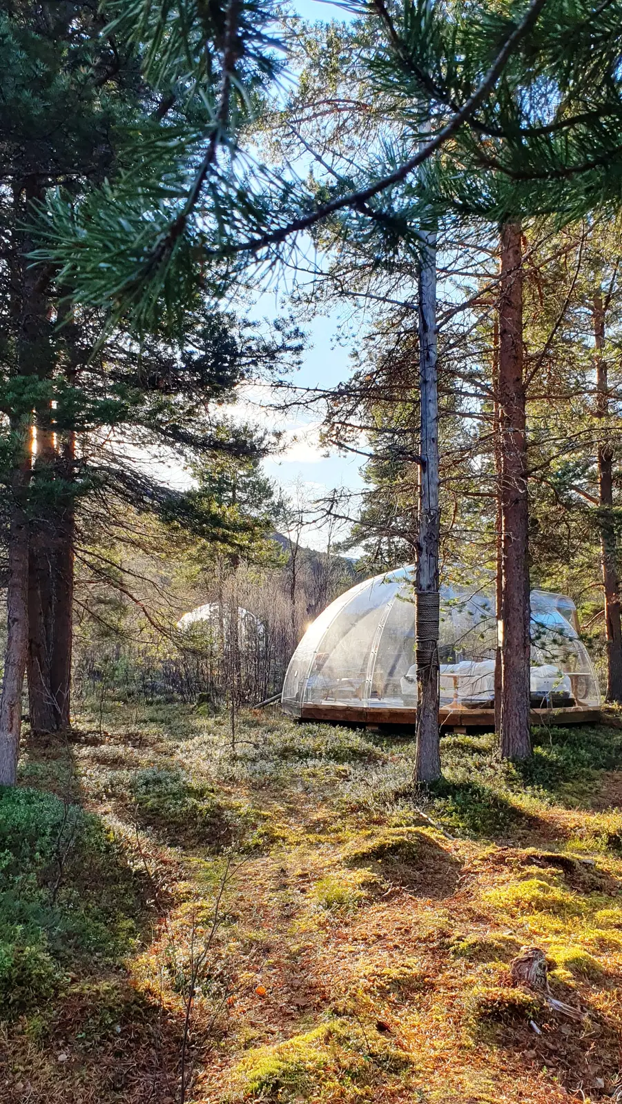 Hytte i Alta – Aurora Dome with Designer Room Included – A Unique Forest Escape – photo 19