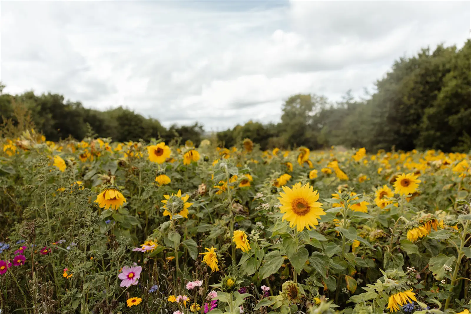 Stuga i Tjele – Luksus skurvognen Sol-flora med udsigt og vildmarksbad – photo 27