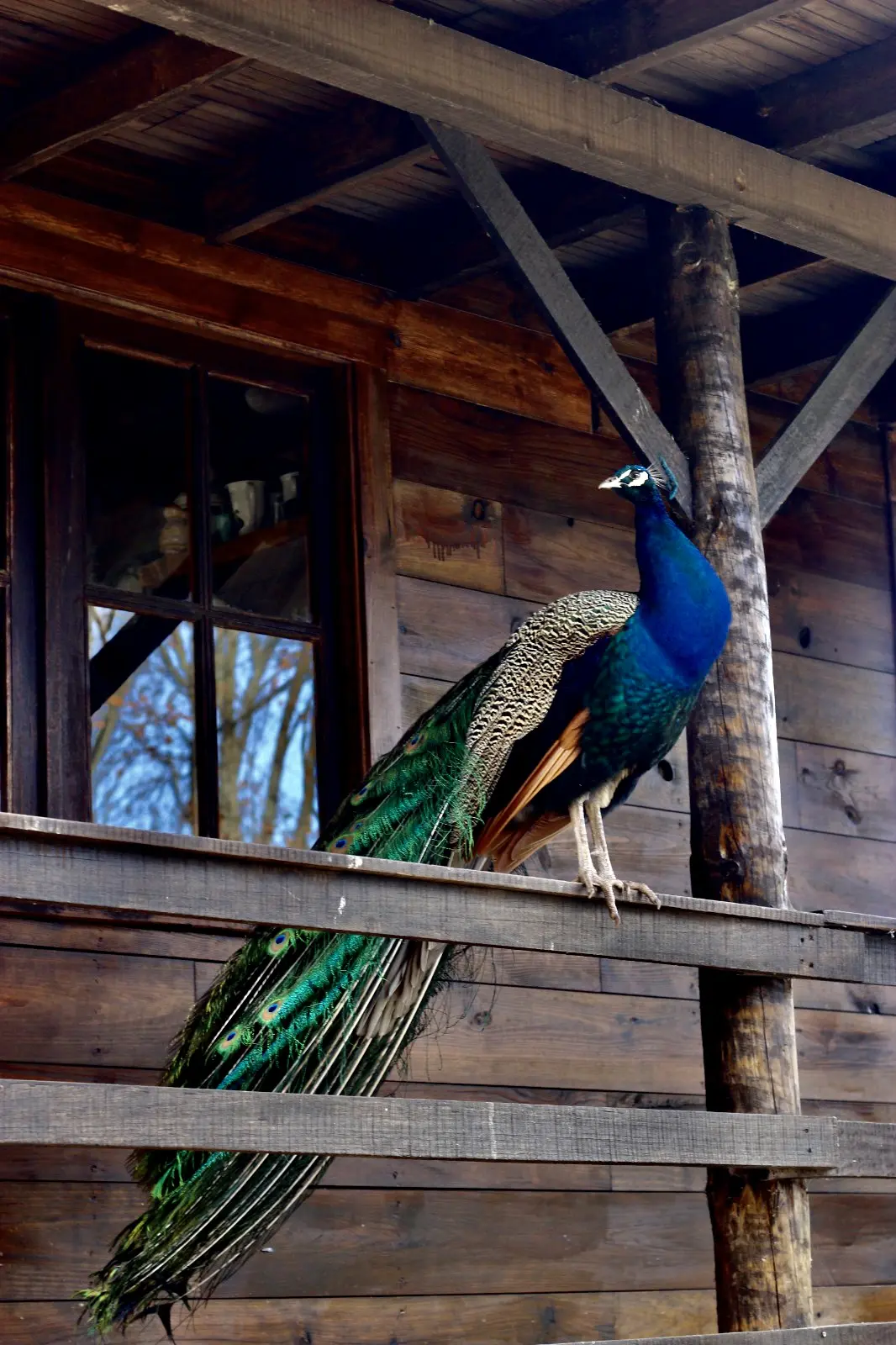 Boomhut i Albergaria-a-Velha – Tree House Alameda - Vale da Silva Villas/Adults Only – photo 12
