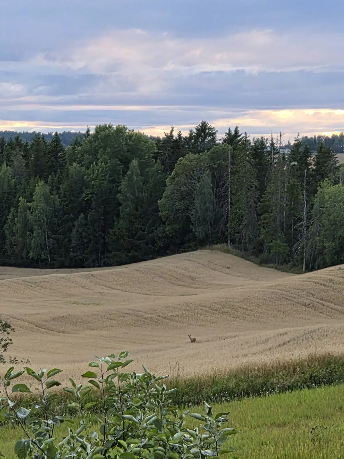Cabina i Sørum – Kårboligen – koselig gjestehus på en ekte gård – photo 24