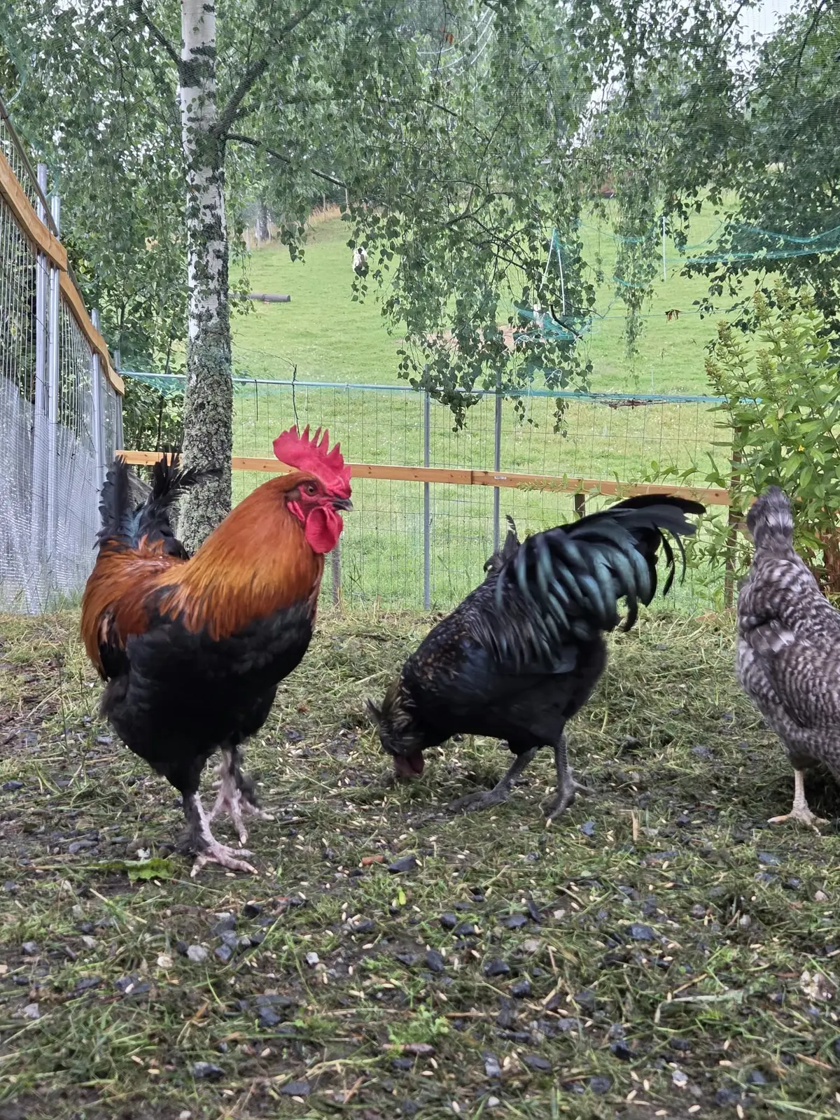 Cabina i Sørum – Kårboligen – koselig gjestehus på en ekte gård – photo 16