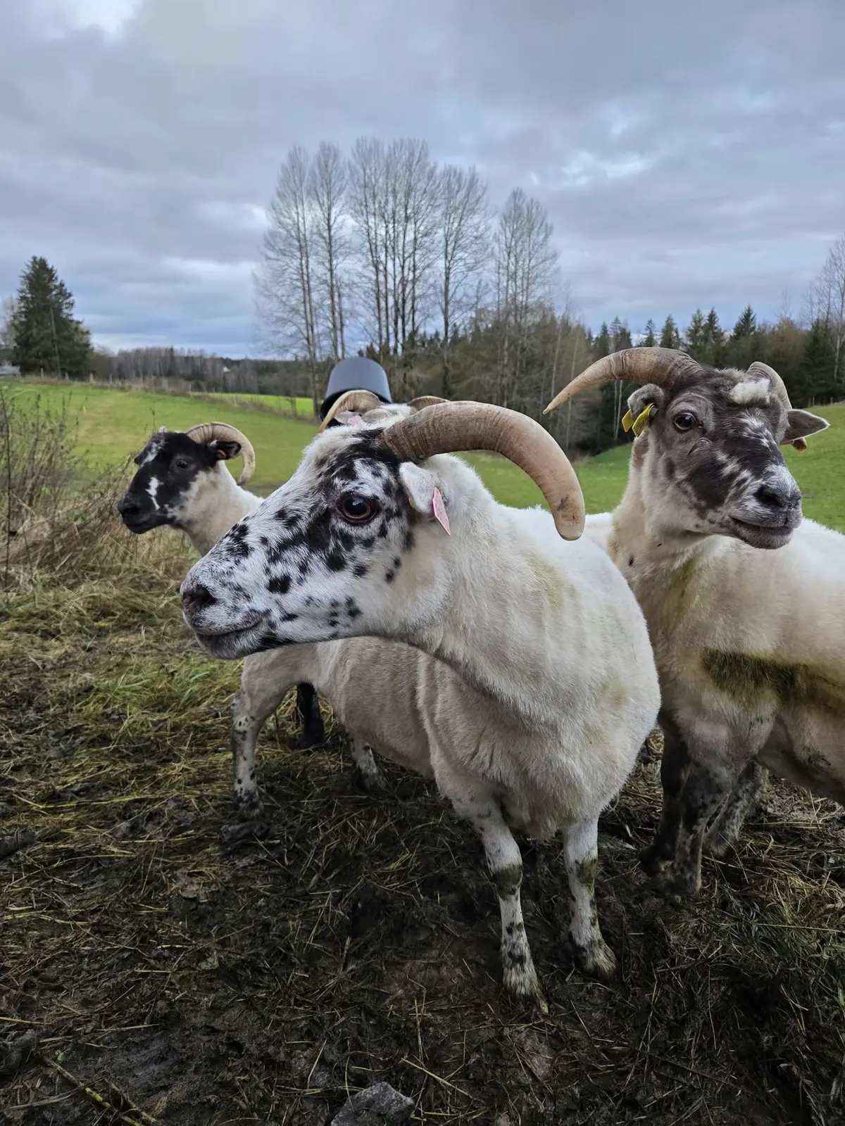 Cabina i Sørum – Kårboligen – koselig gjestehus på en ekte gård – photo 18