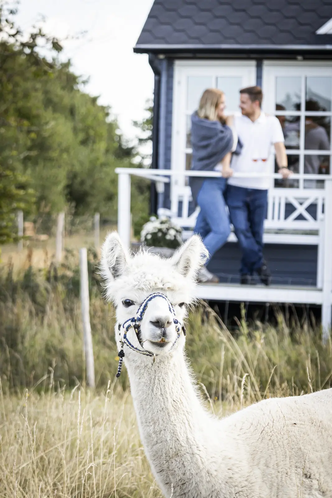 Egeskov´s Alpaca - Hytte for 2, with alpacas as neighbour and a beautiful view to Rubjerg Knude Fyr – photo 2