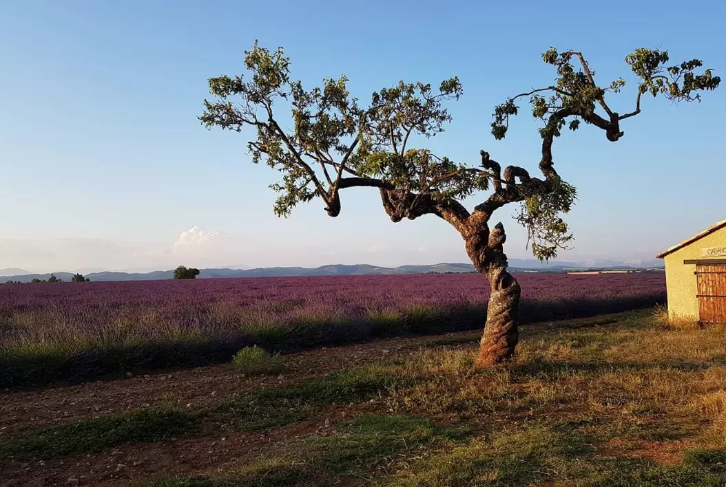 Endroit au coeur des champs de lavande 