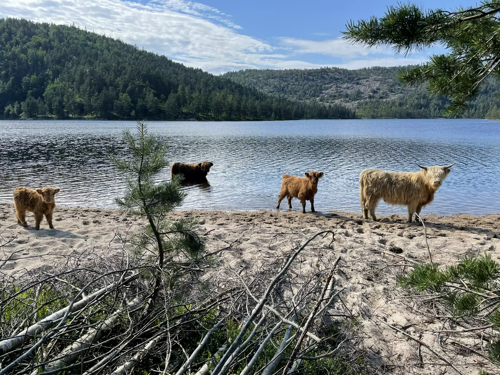 Bobil camp  
tett på naturen og beitende Høylandsfe. Gårdsutsalg.