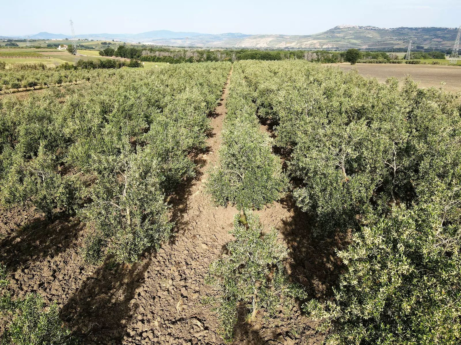 DI VITO FARM - TENUTE DI VITO
