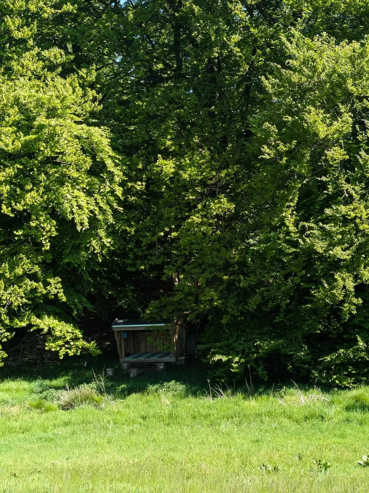 Hyggeligt privat shelter i skoven