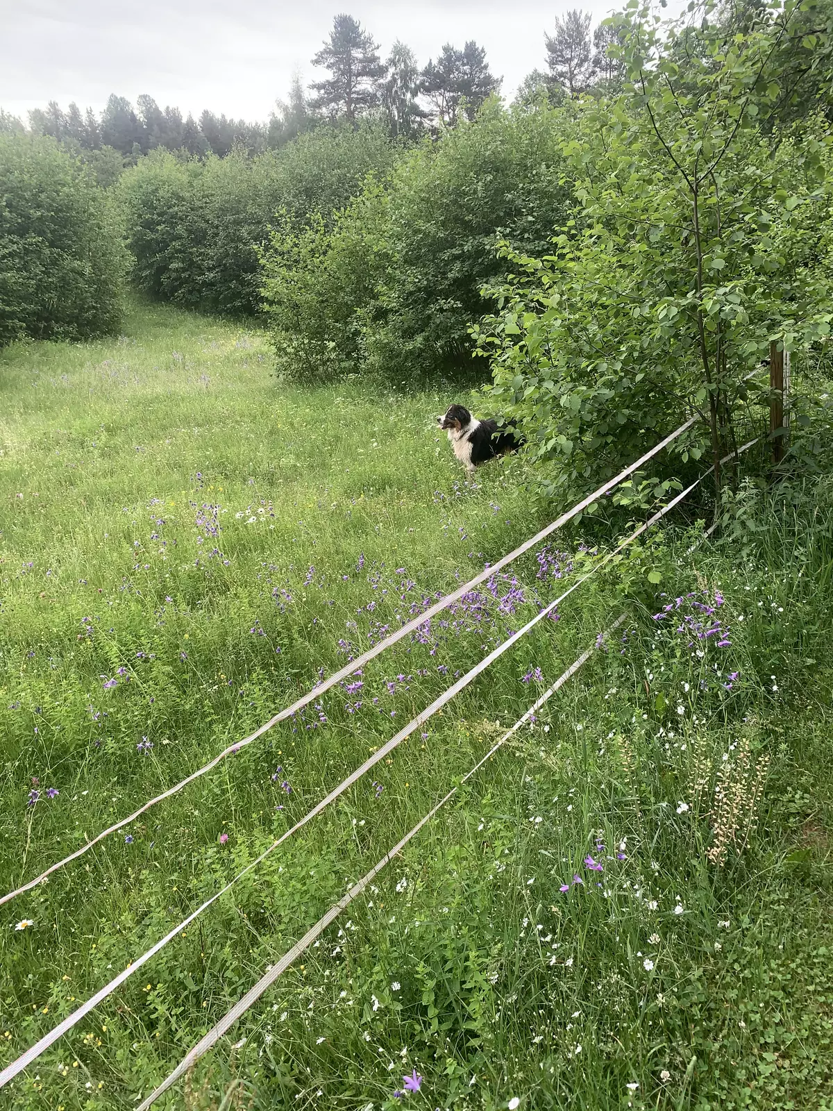 Runt kröken förenas Väster och Österdalälven och bildar Dalälven .