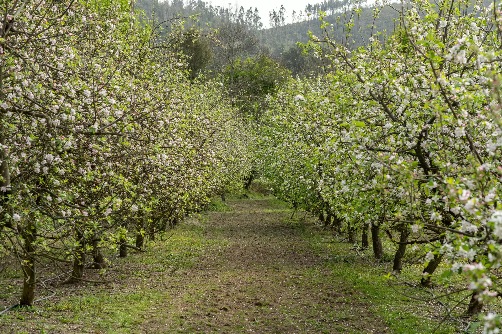 Quinta Lavoura da Bouça - Fruta Bio