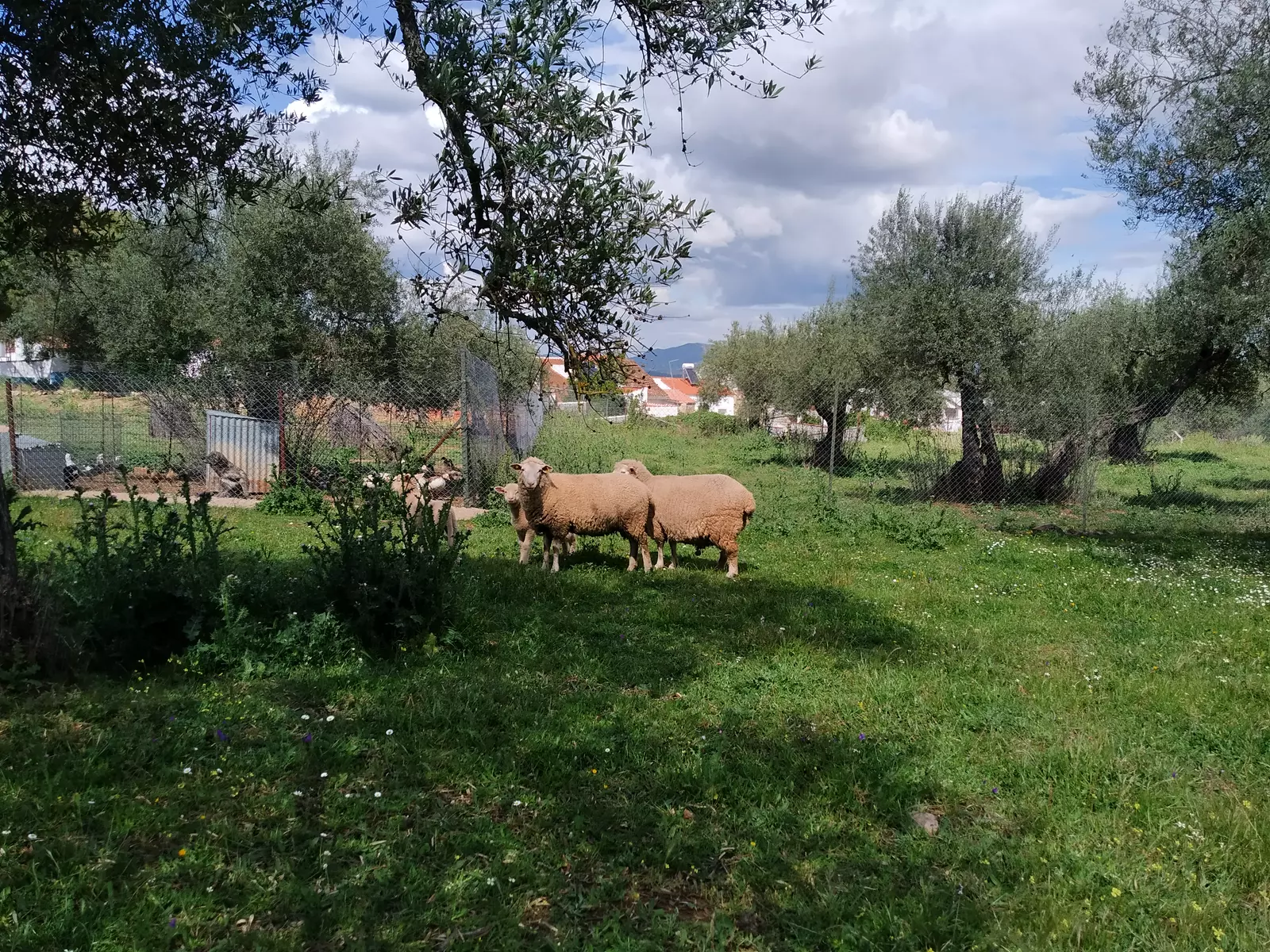 Cercado Nuevo