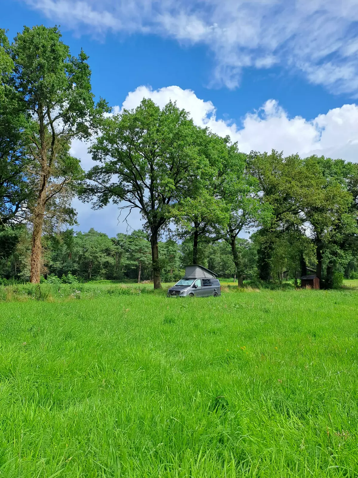 Kleine Weide unter Bäumen 