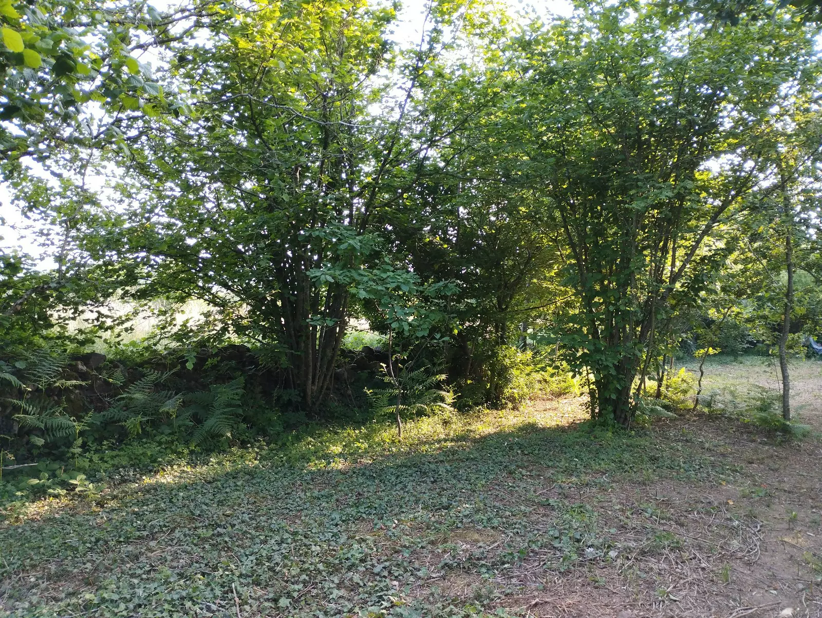 Terrain boisé spacieux et très calme 