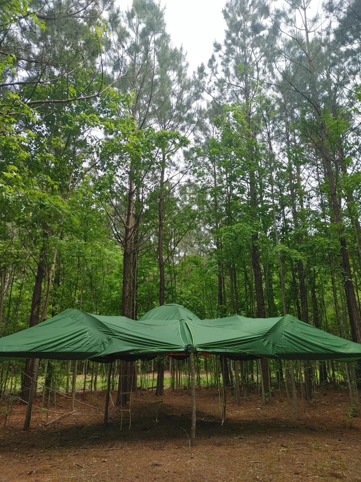 Guinea Farm, Field, and forest