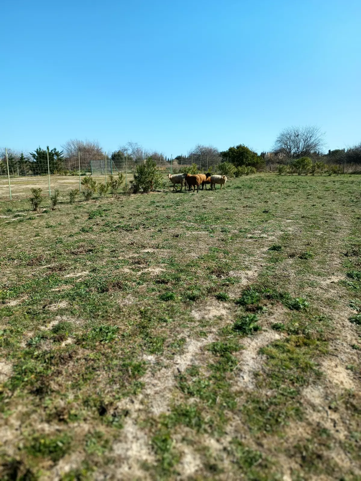 Camping de la ferme familliale