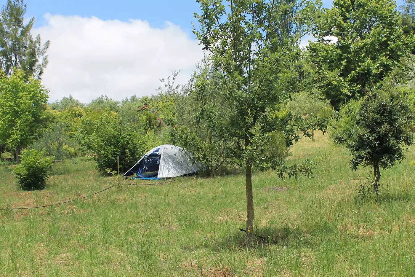 Lirium - Harmony and sustainability