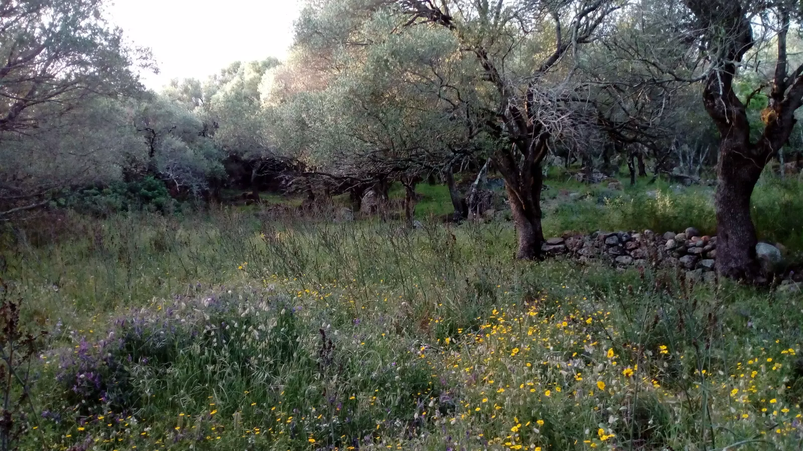 Camping Sauvage