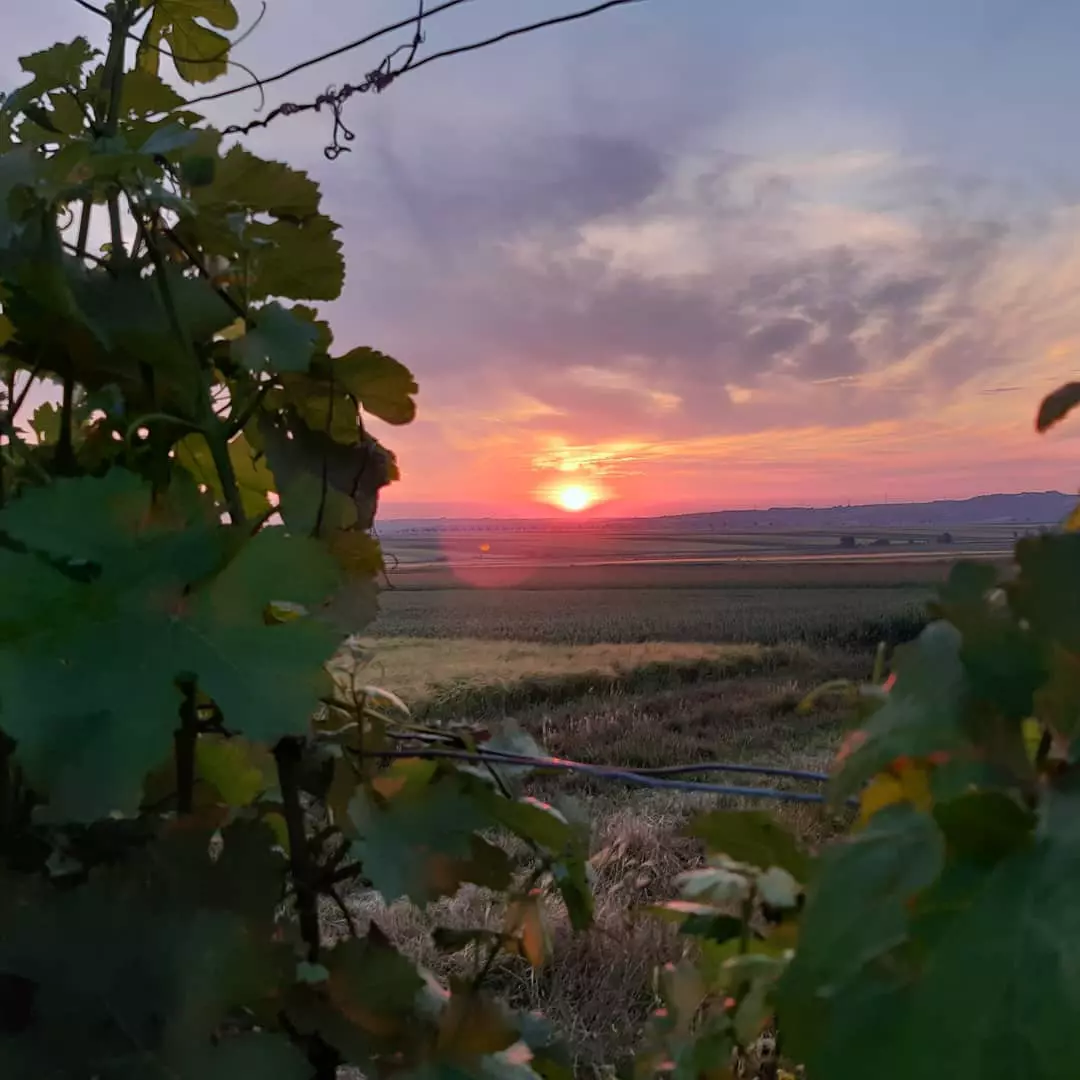 Schlafe in der Natur am Bioweinhof
