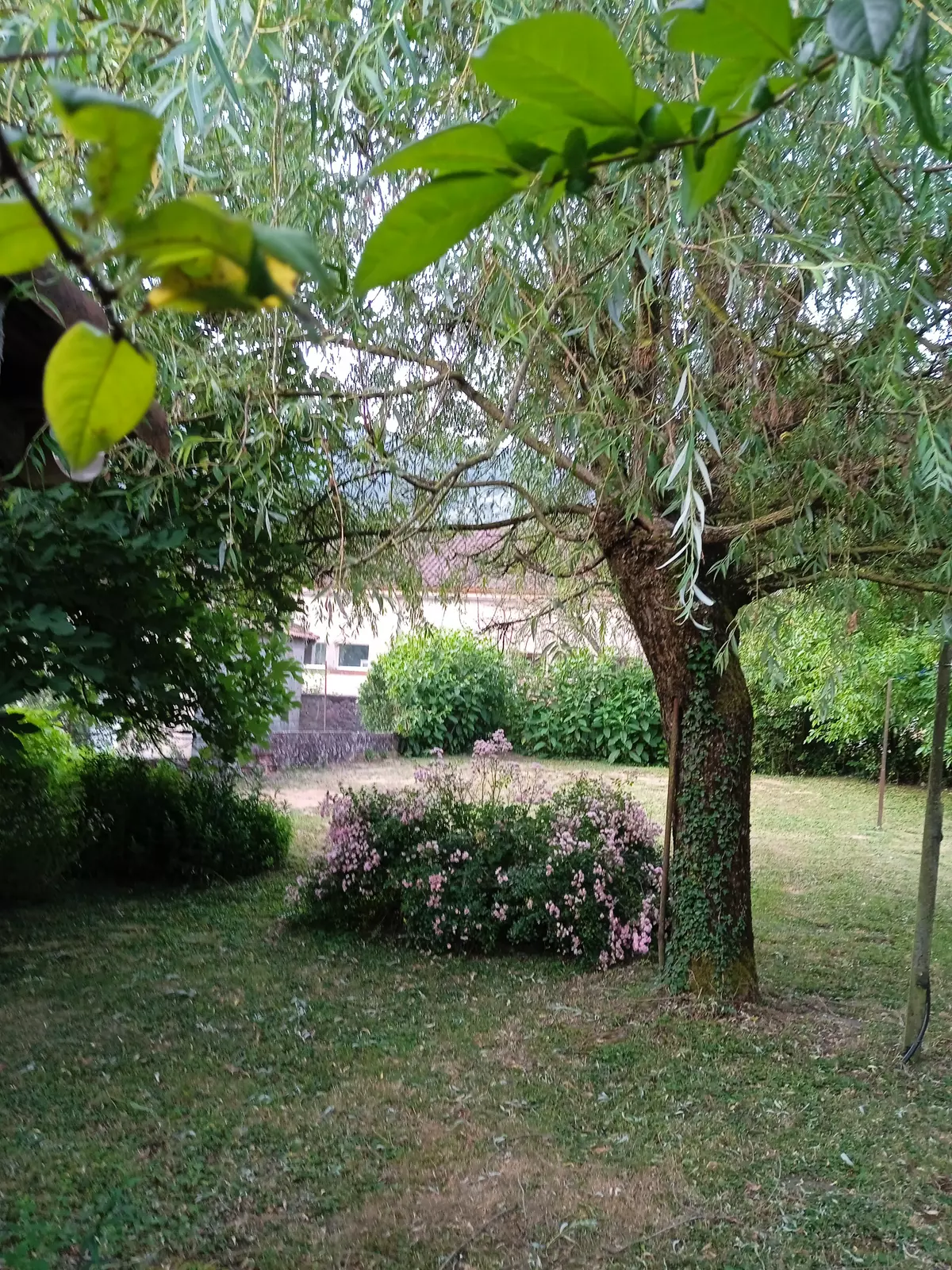 Emplacement à l'ombre des figuiers avec vue sur la montagne noire. 