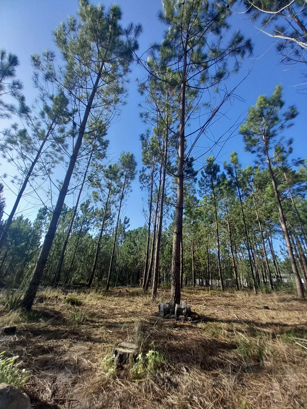 Floresta das Lebres