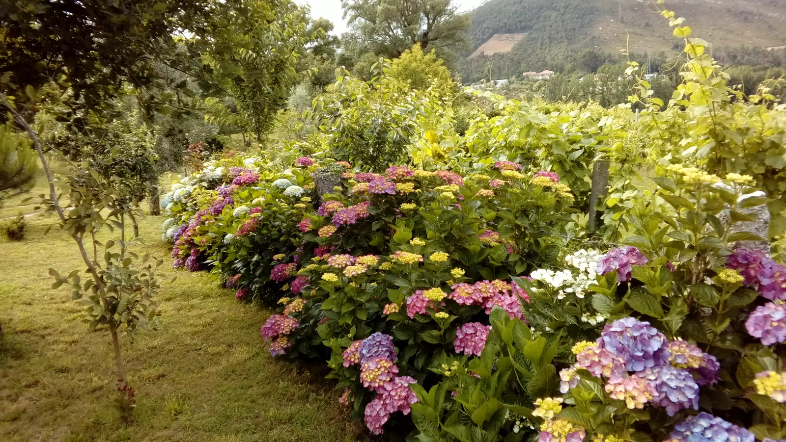 image gallery