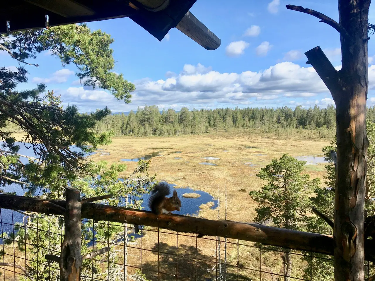 Tree top hut - Himmel