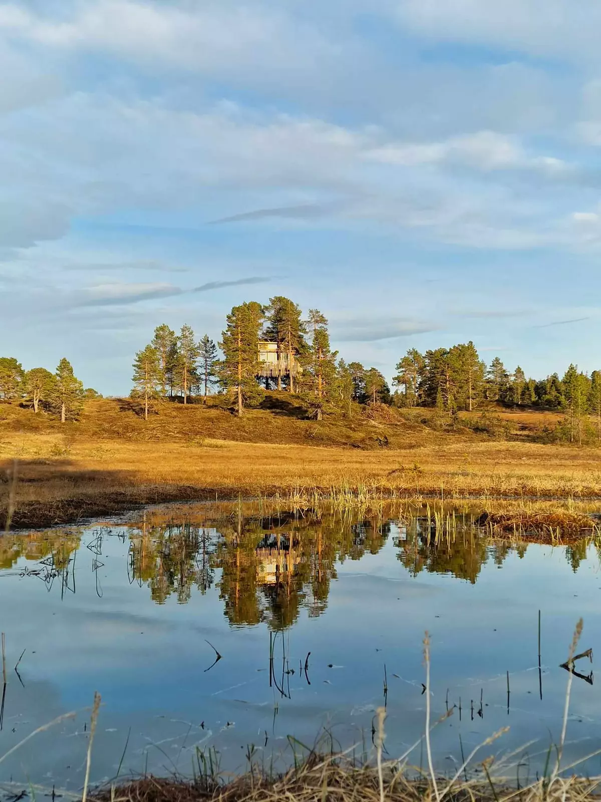 Romundstad Treetop Panorama