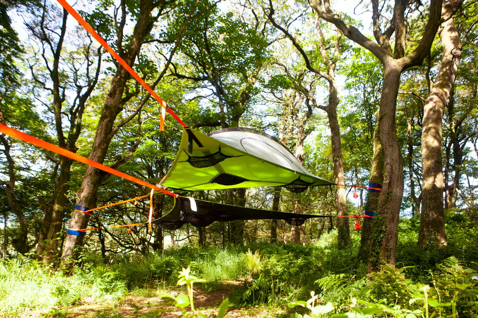The Fort, tree tent spot in ancient Pembrokeshire woodland
