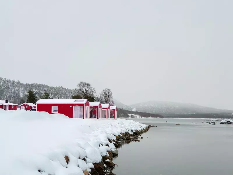 Norwegian Wild