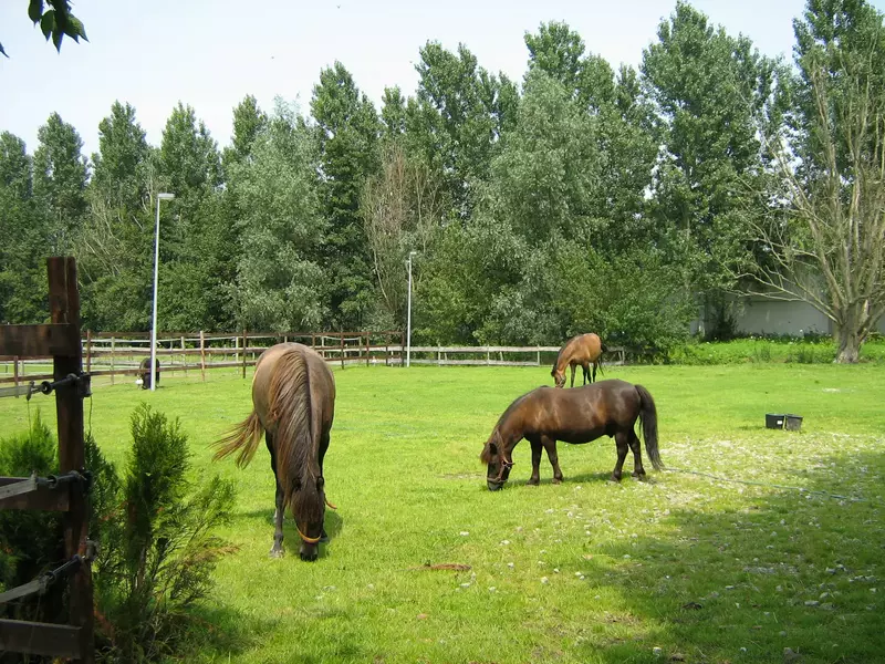 Minicamping de Eendenkooi