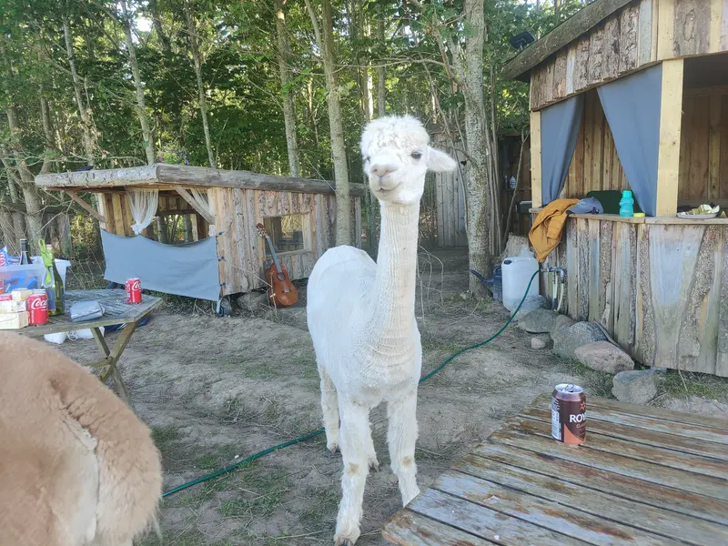 AlpacaCamp
