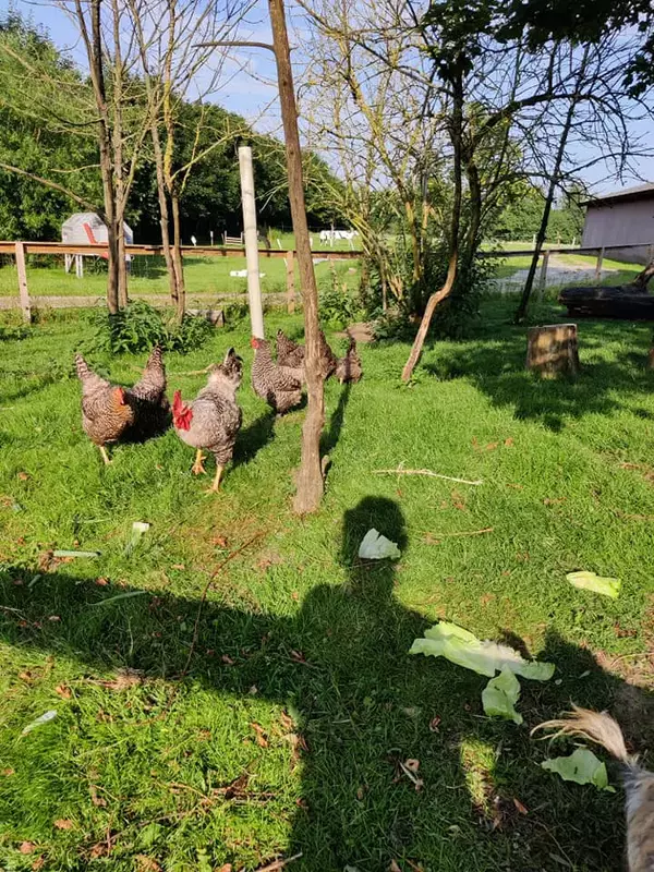 Bindesbølgård - ferielejligheder og bondegårdsferie 