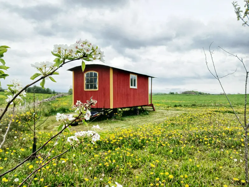 Gula Vagnen: Nostalgi och natur i unik cirkusvagn