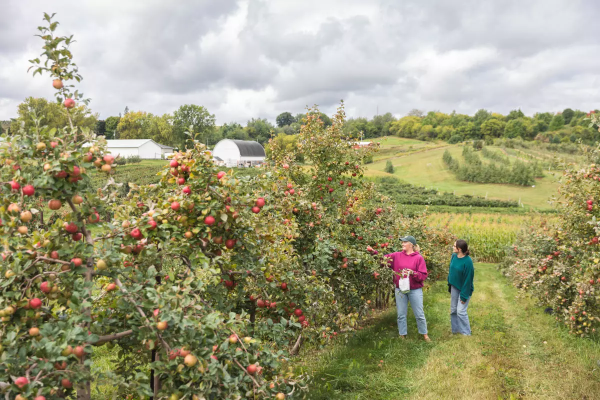 Glamping tent in an orchard 