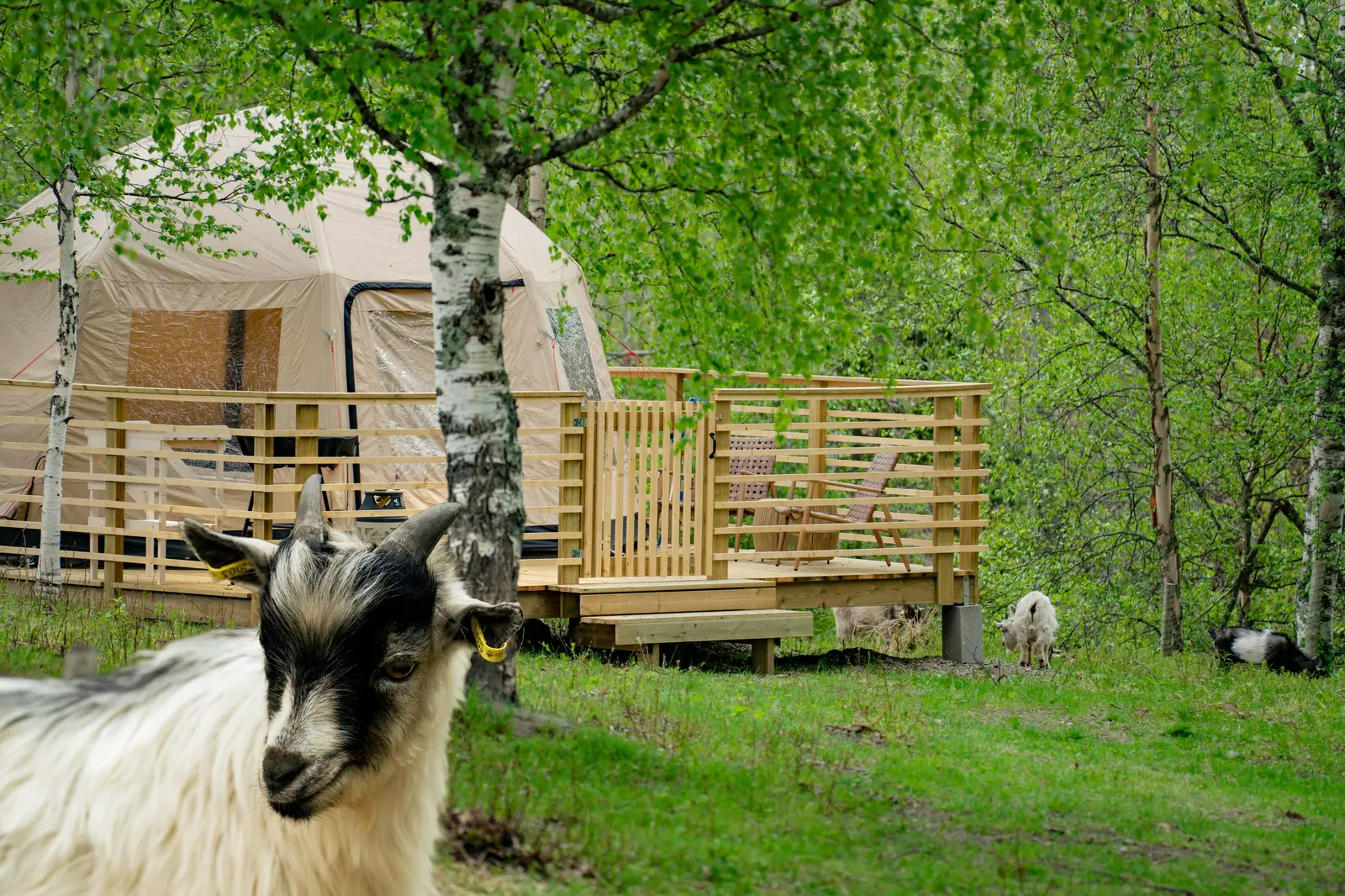 Glamping with goats