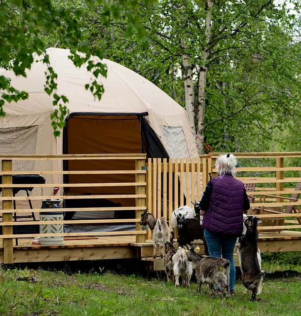 Glamping with goats