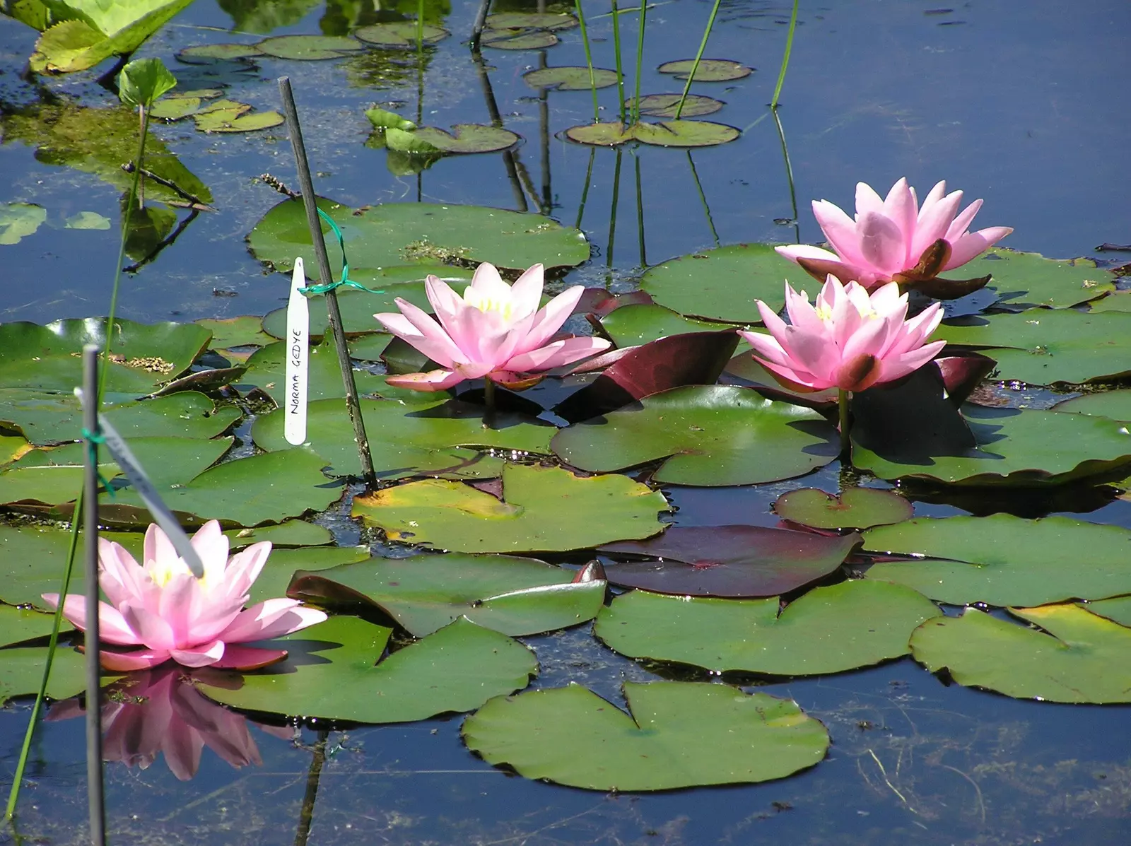 Water Lilly Tent Pitch